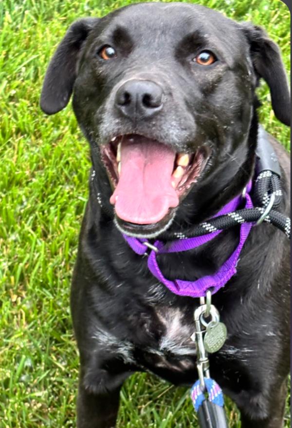 MARLA, a Adoptable mixed breed in Carroll, OH image 2/4