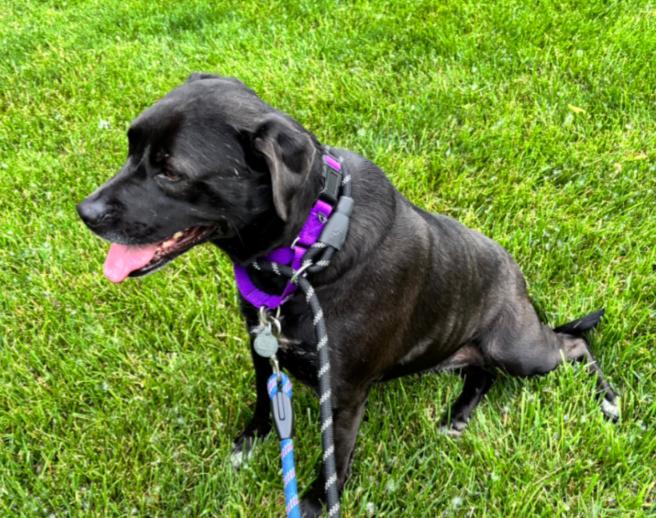 MARLA, a Adoptable mixed breed in Carroll, OH image 4/4
