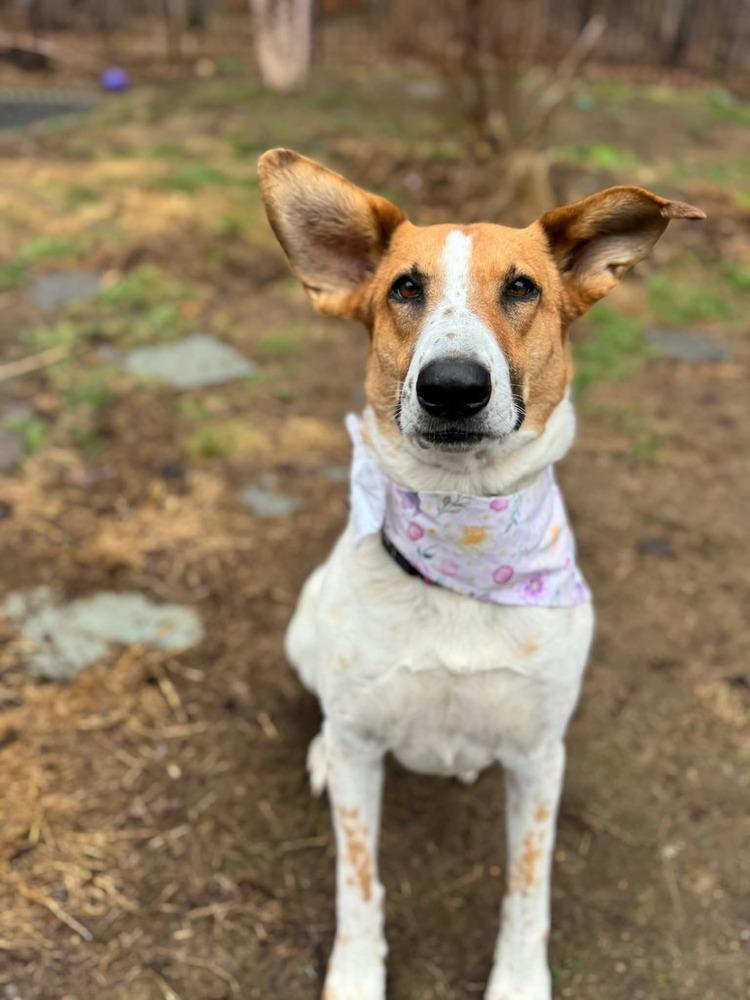 Enlarge Layla Clapton, a Adoptable mixed breed in Saugus, MA image 2/6