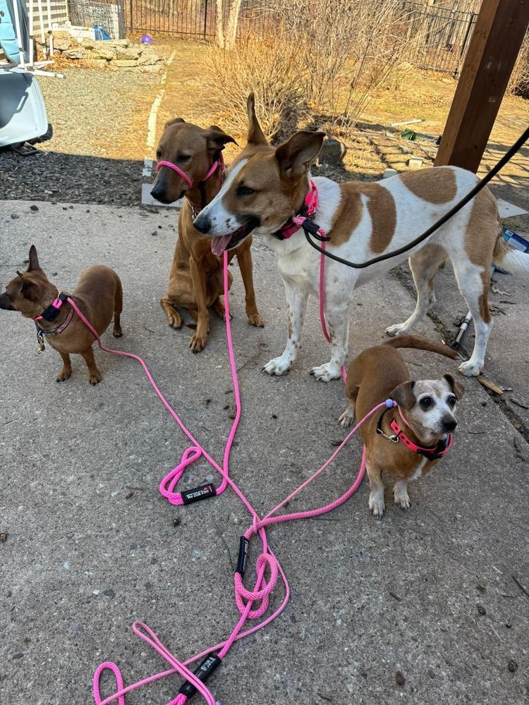 Enlarge Layla Clapton, a Adoptable mixed breed in Saugus, MA image 2/6