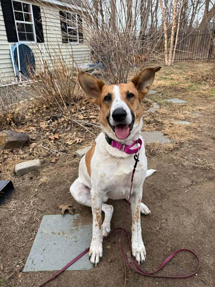 Enlarge Layla Clapton, a Adoptable mixed breed in Saugus, MA image 4/6