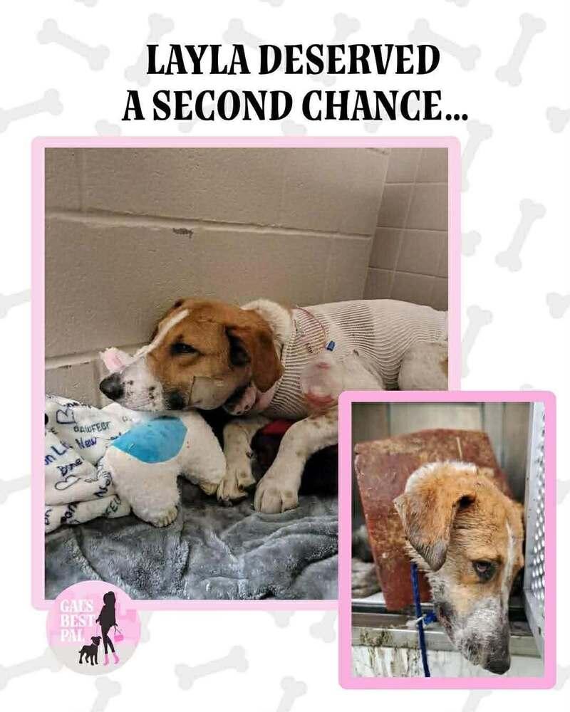 Enlarge Layla Clapton, a Adoptable mixed breed in Saugus, MA image 5/6