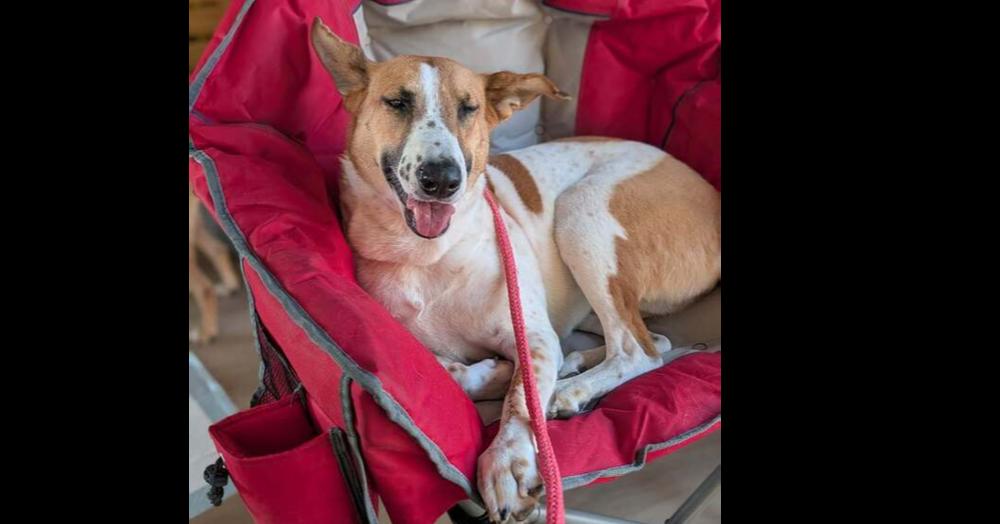 Enlarge Layla Clapton, a Adoptable mixed breed in Saugus, MA image 6/6