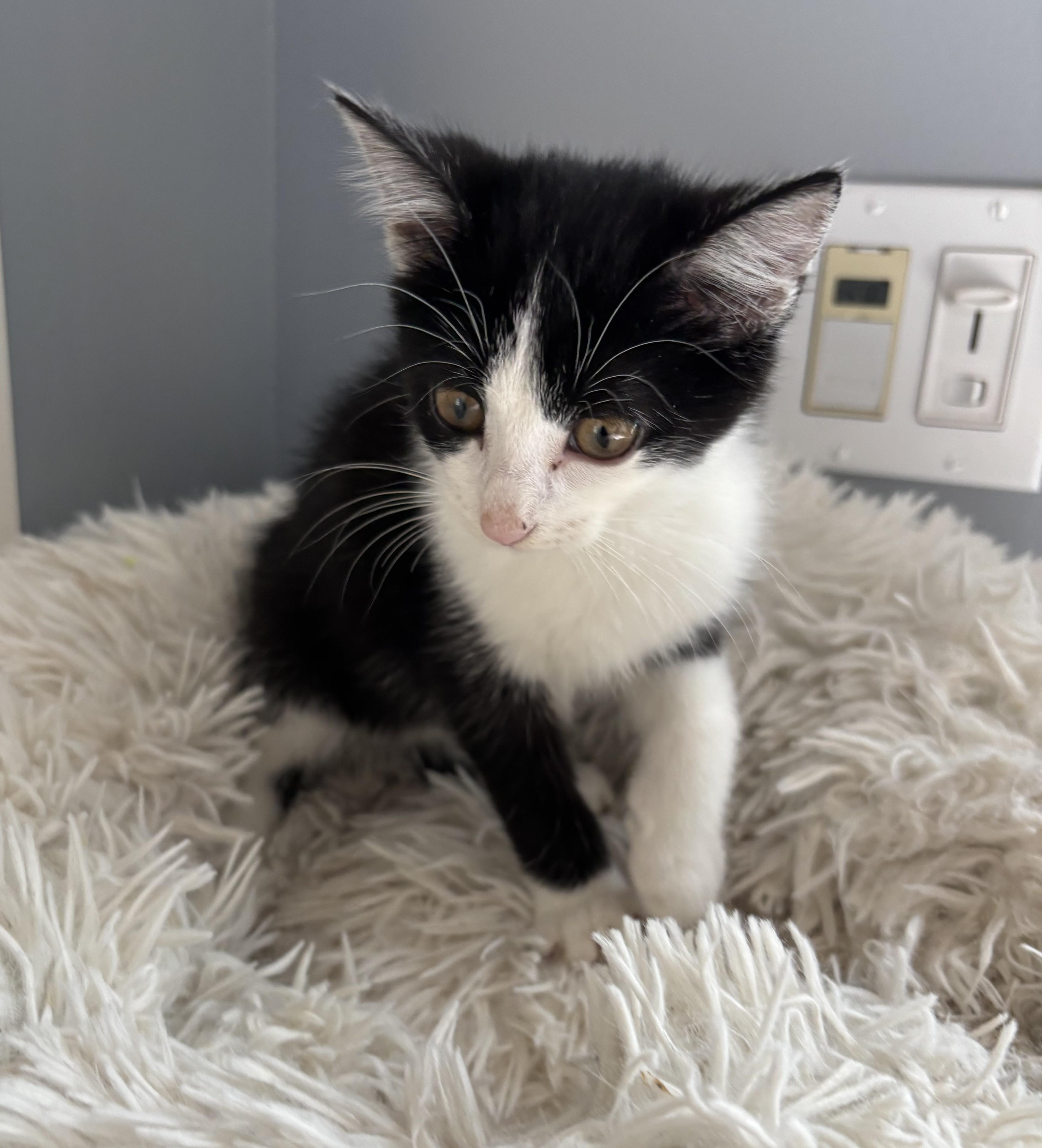 Cheryl Tieg, Adoptable, Kitten Female Domestic Short Hair.