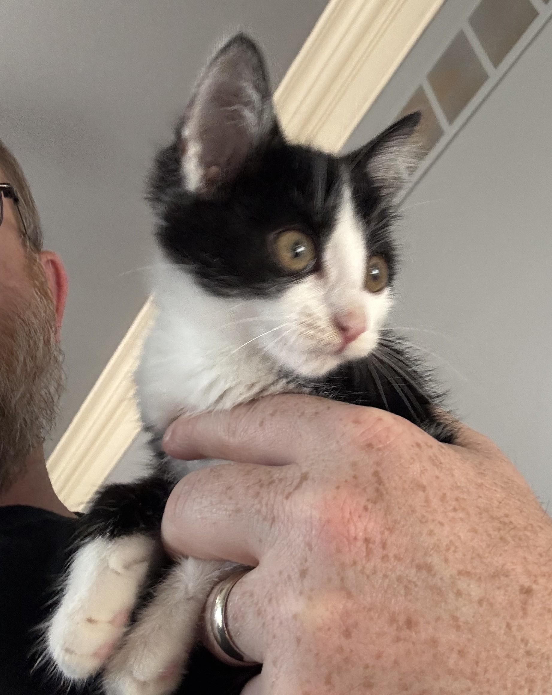 Cheryl Tieg, a Adoptable Domestic Short Hair in Macomb, MI image 2/2