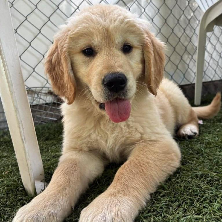 Maggie Mae, a Adopted Golden Retriever in Sunrise Beach, MO image 1/2
