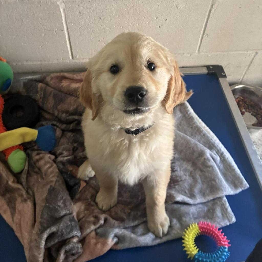 Maggie Mae, a Adopted Golden Retriever in Sunrise Beach, MO image 2/2