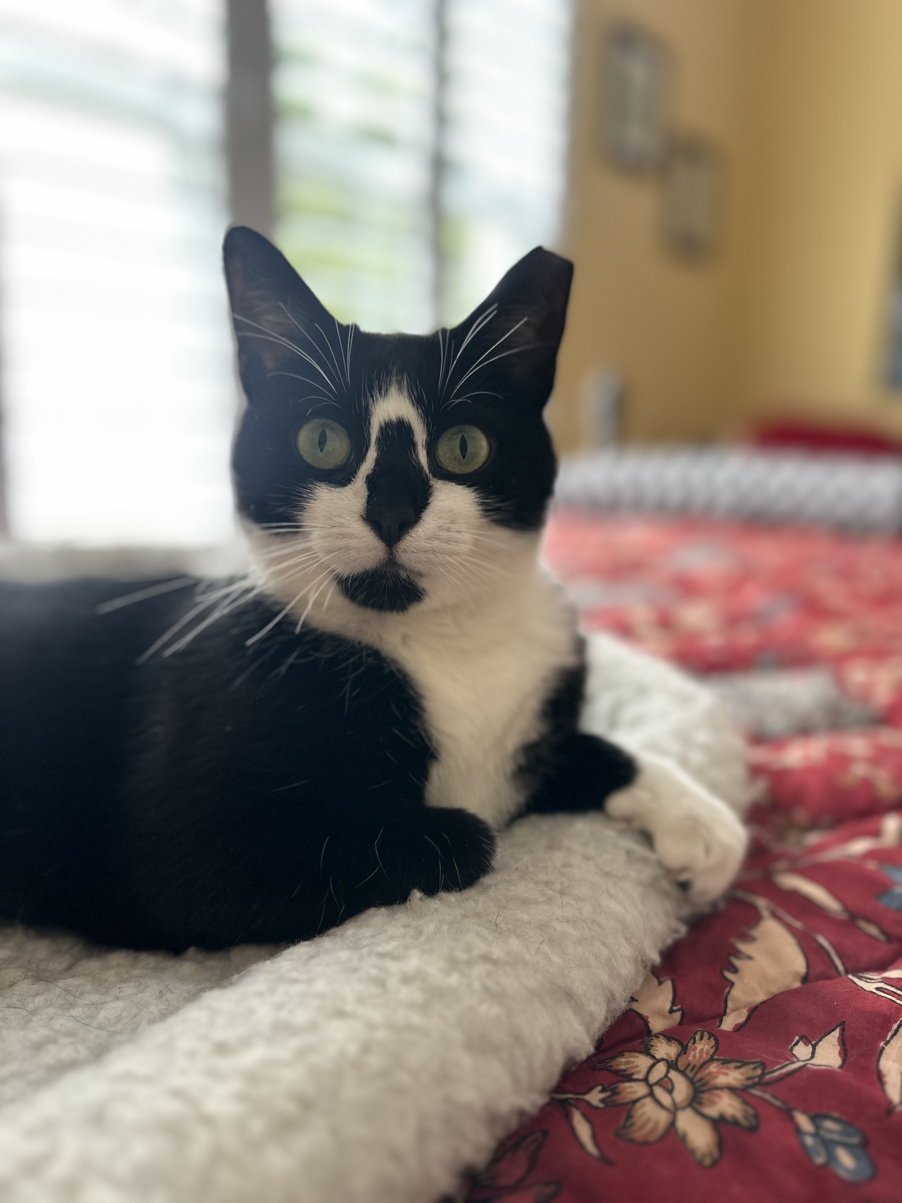 Olive ~ Courtesy Post