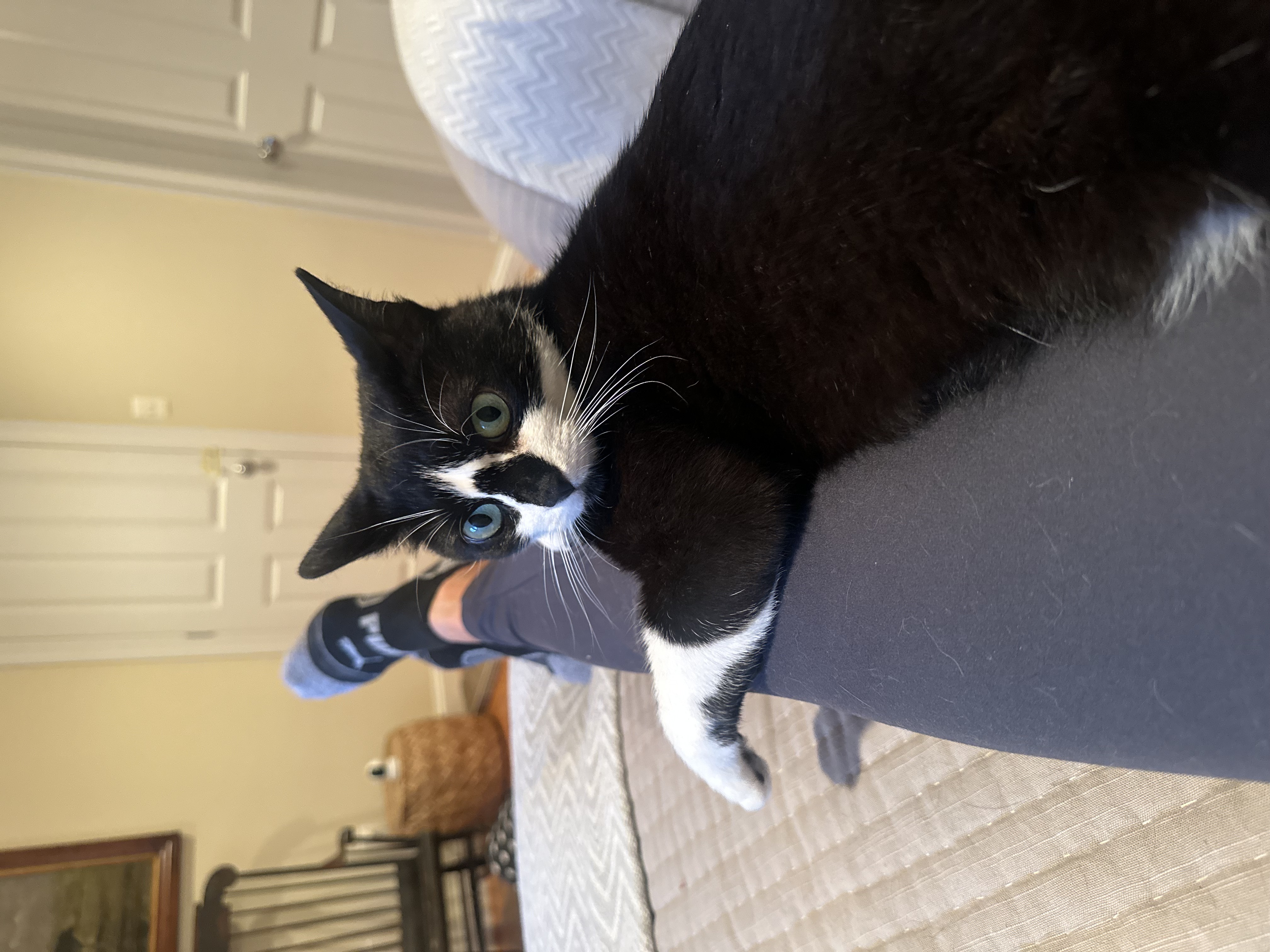Olive ~ Courtesy Post