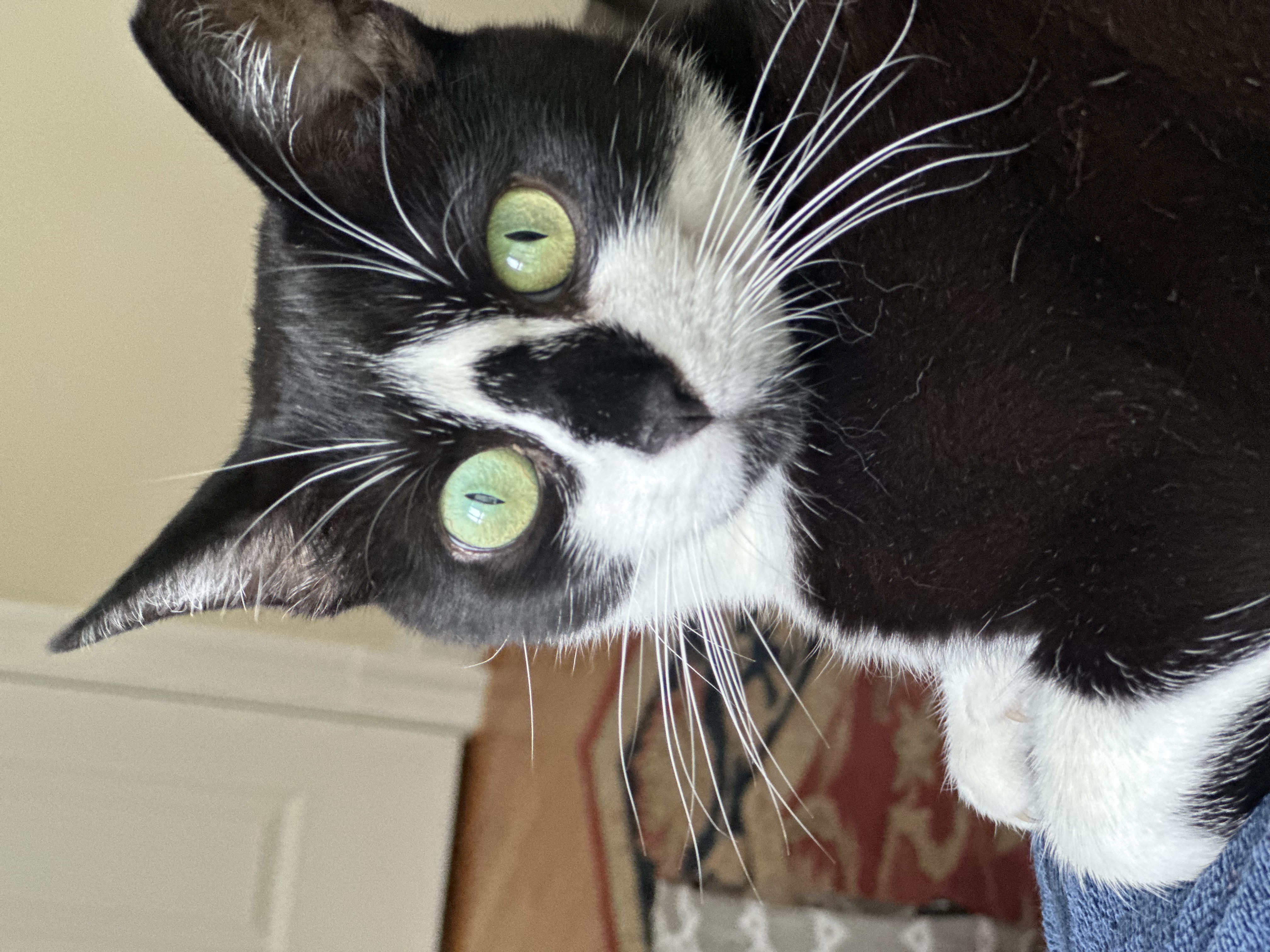 Olive ~ Courtesy Post