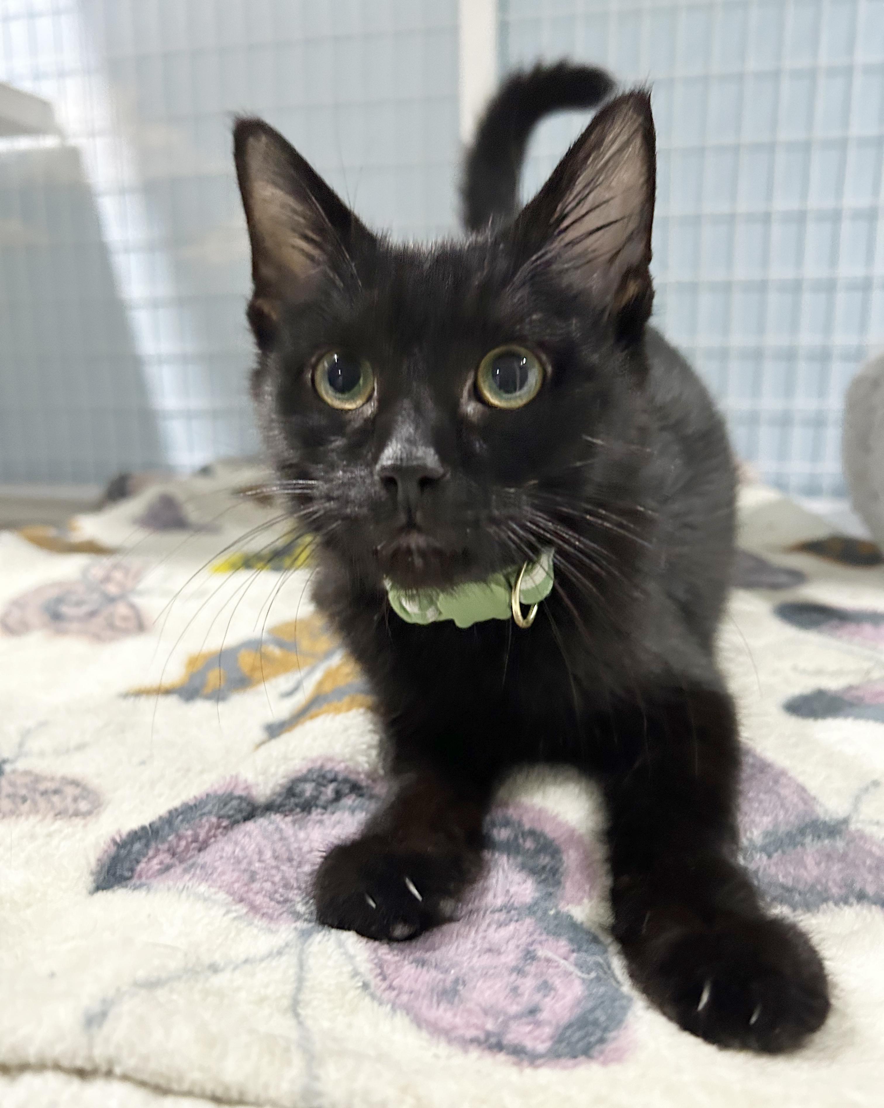 Enlarge Monty, a Adoptable Domestic Short Hair in Parkville, MO image 3/6