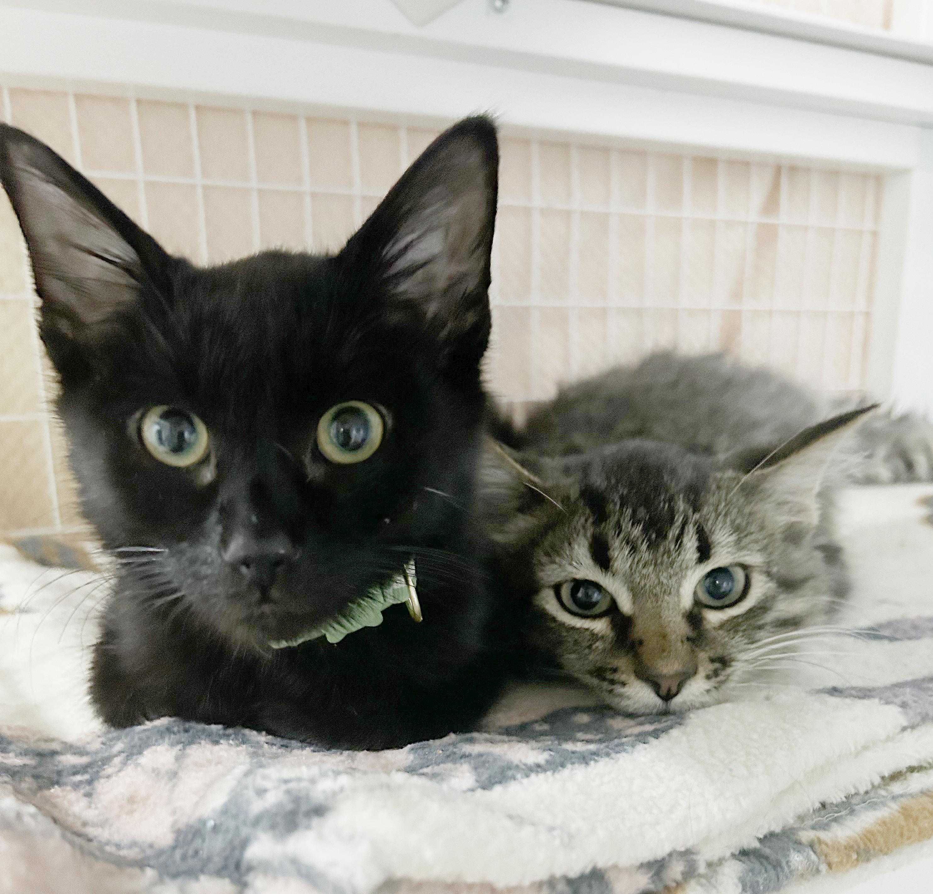 Enlarge Monty, a Adoptable Domestic Short Hair in Parkville, MO image 4/6