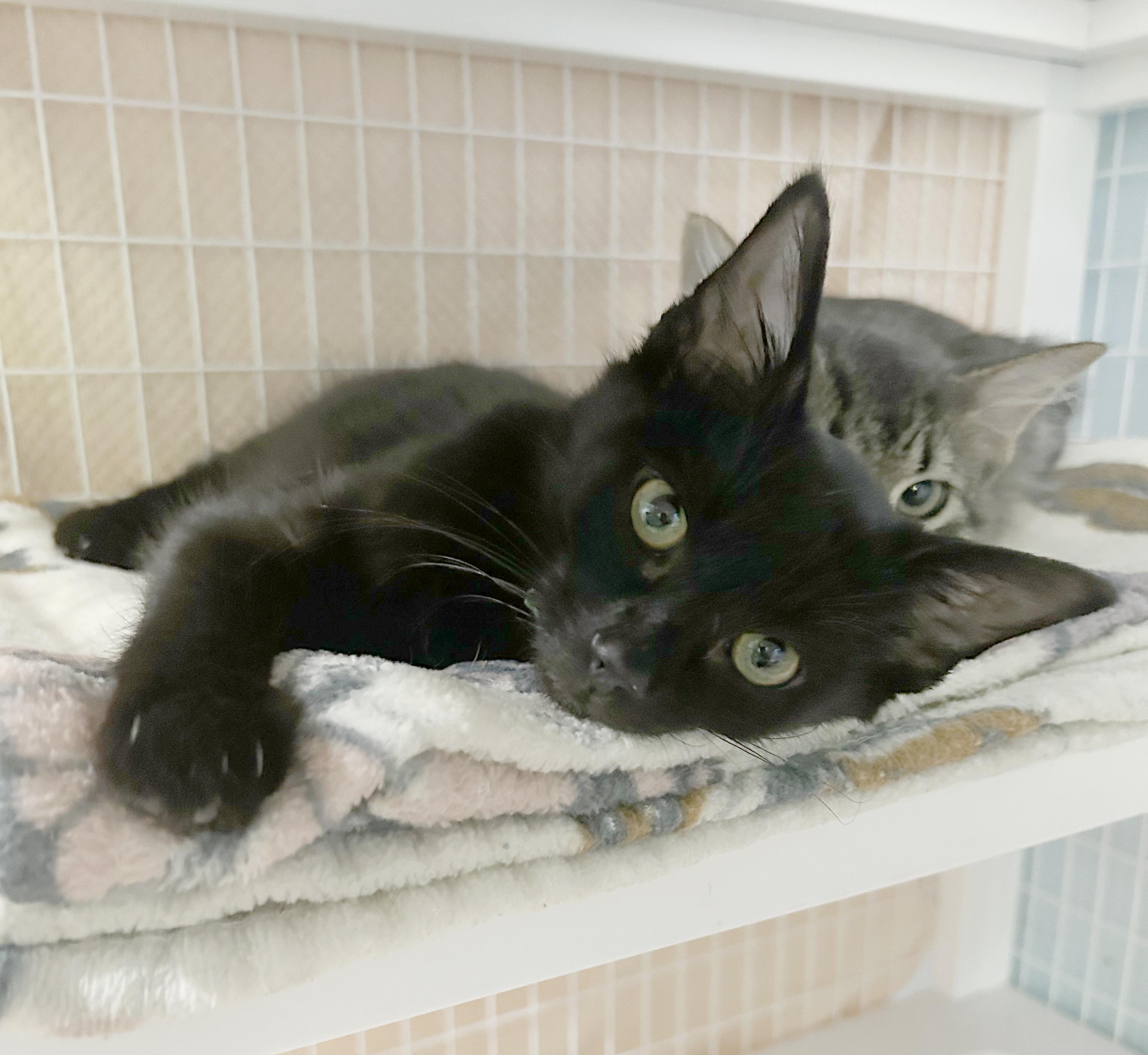 Enlarge Monty, a Adoptable Domestic Short Hair in Parkville, MO image 5/6