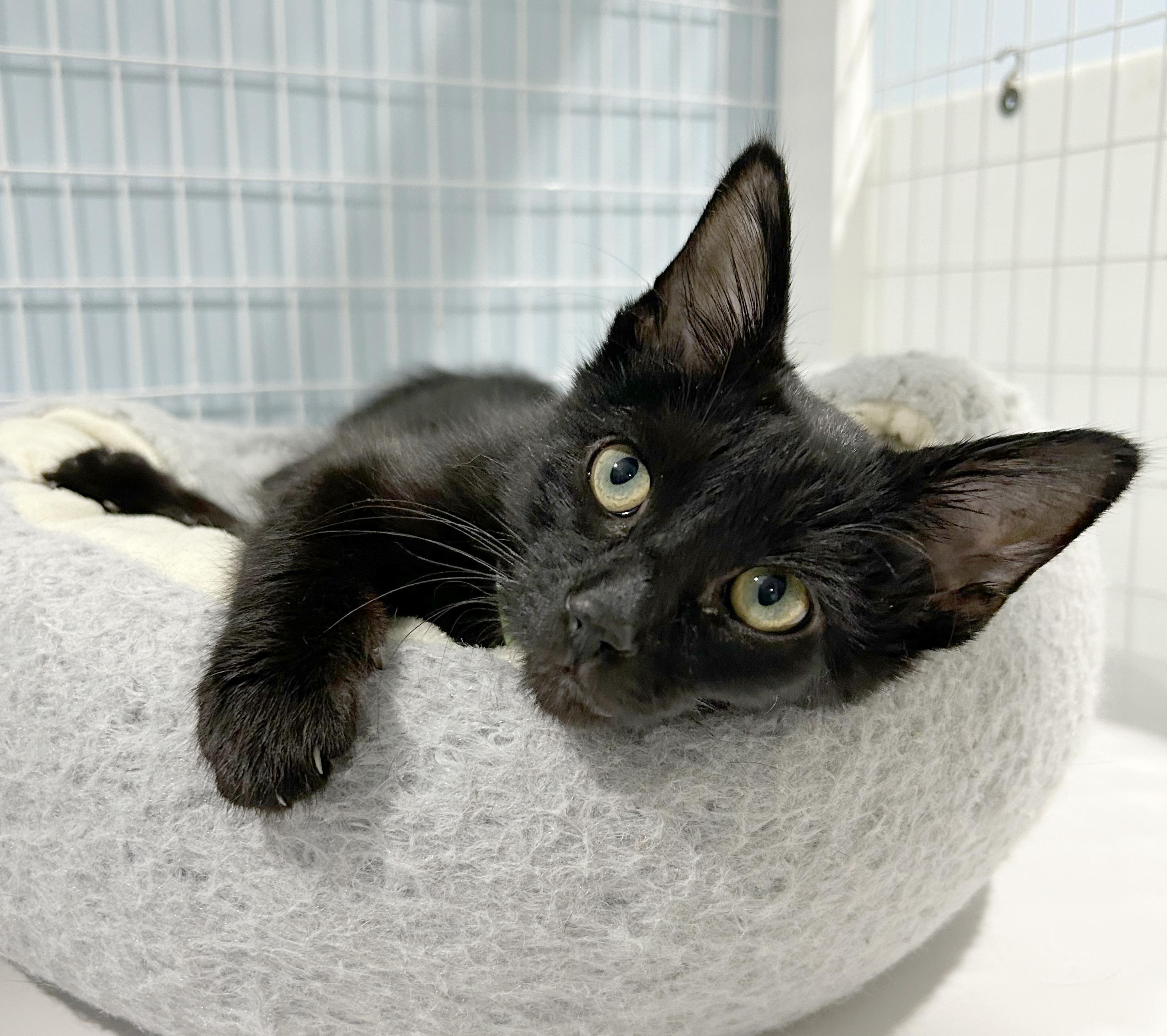 Enlarge Monty, a Adoptable Domestic Short Hair in Parkville, MO image 2/6