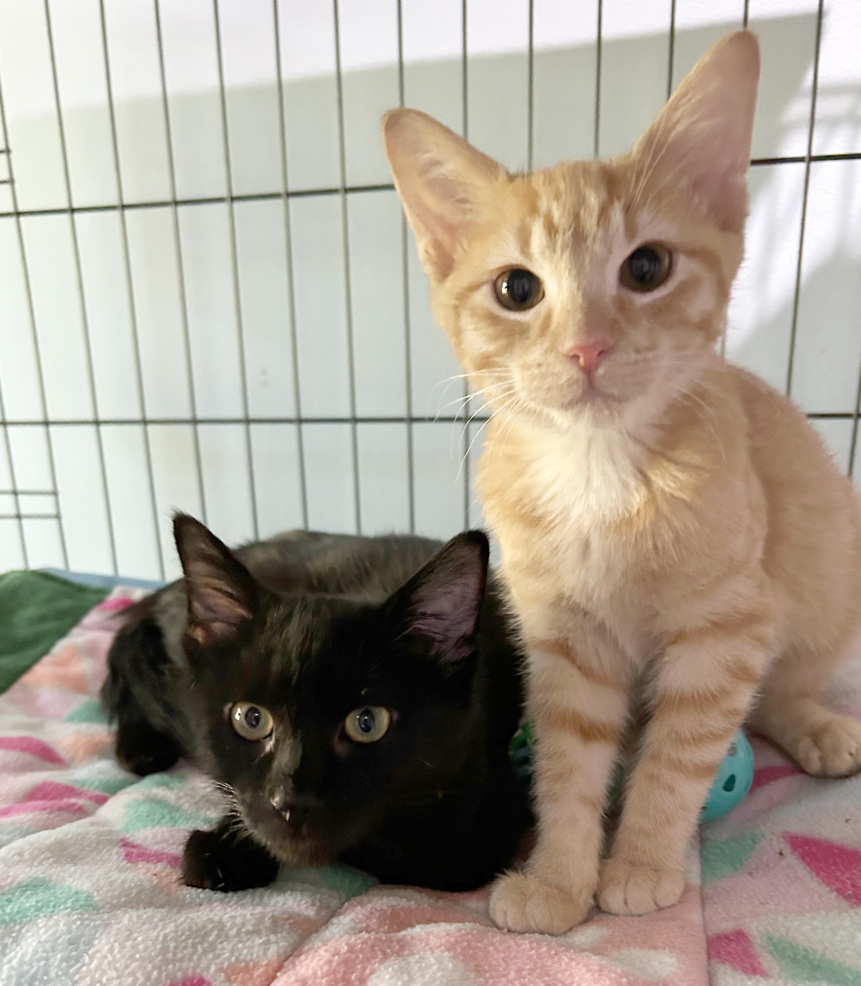 Enlarge Monty, a Adoptable Domestic Short Hair in Parkville, MO image 6/6