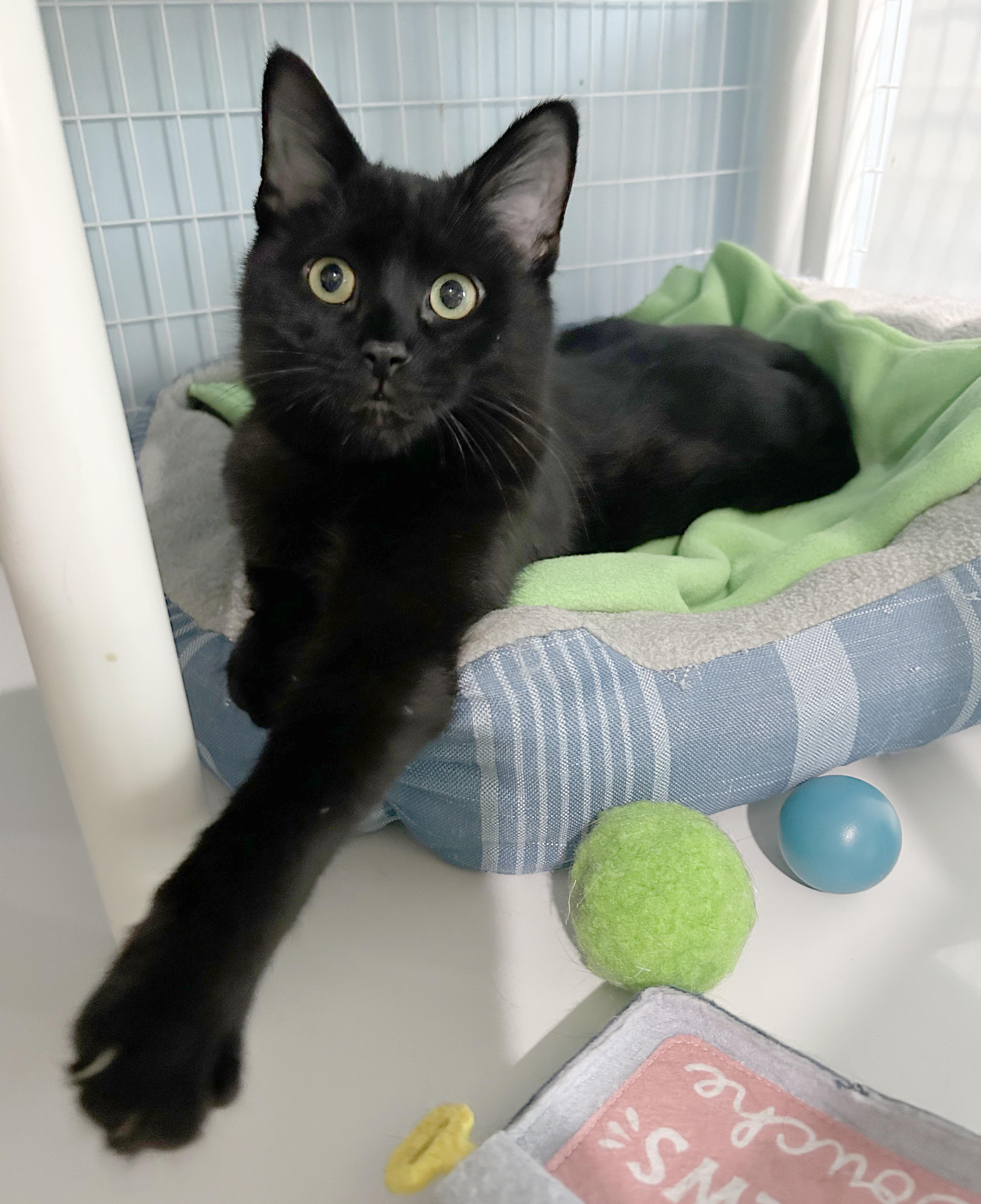 Monty, Adoptable, Kitten Male Domestic Short Hair.