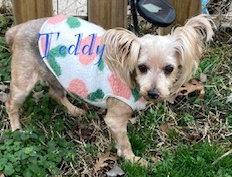 Enlarge Teddy, a Adoptable Yorkshire Terrier in Oak Ridge, TN image 1/3