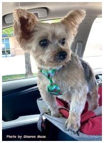 Enlarge Teddy, a Adoptable Yorkshire Terrier in Oak Ridge, TN image 1/3