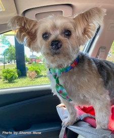 Enlarge Teddy, a Adoptable Yorkshire Terrier in Oak Ridge, TN image 2/3