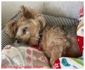 Enlarge Teddy, a Adoptable Yorkshire Terrier in Oak Ridge, TN image 2/3