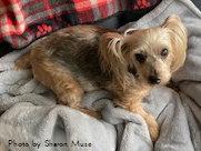 Enlarge Teddy, a Adoptable Yorkshire Terrier in Oak Ridge, TN image 3/3