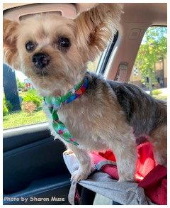 Teddy, Adoptable, Senior Male Yorkshire Terrier.