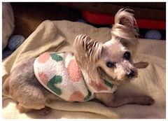 Teddy, a Adoptable Yorkshire Terrier in Oak Ridge, TN image 2/2