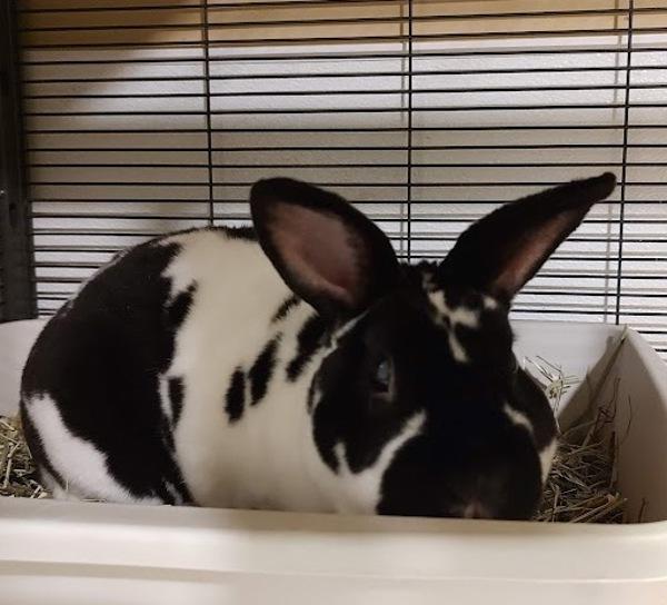 Enlarge Hiccup, a Adoptable mixed breed in Vancouver, WA image 1/1