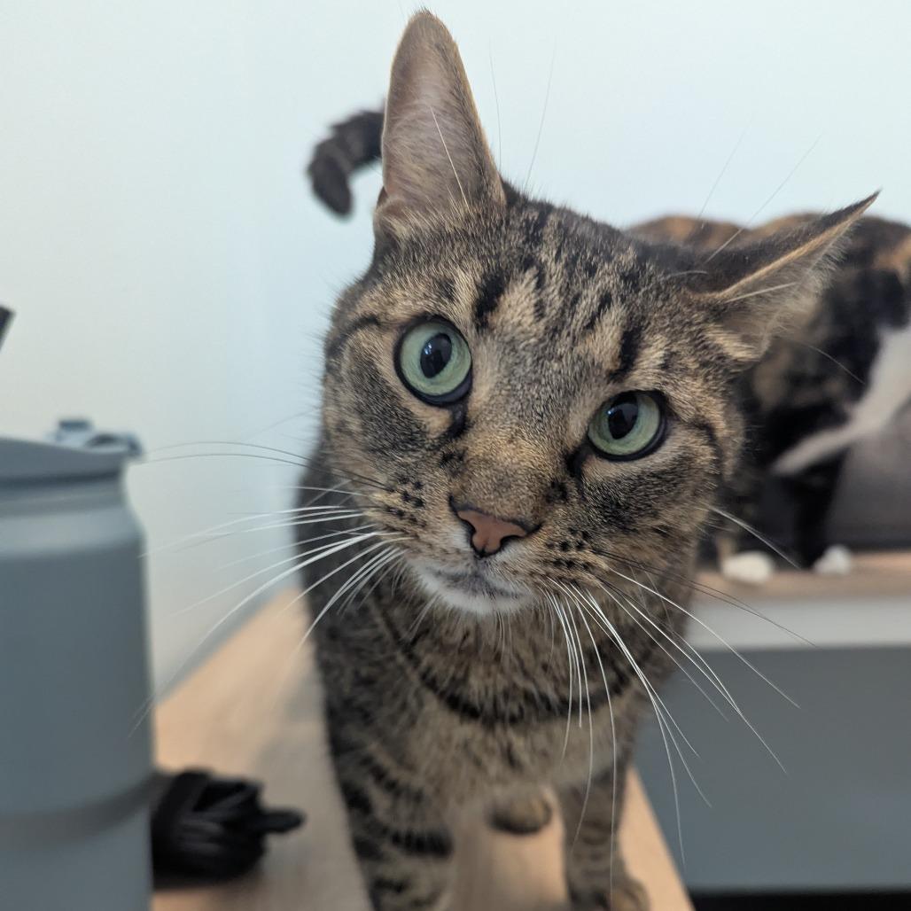 Enlarge JIV, a Adoptable Domestic Short Hair in Winchester, TN image 1/2
