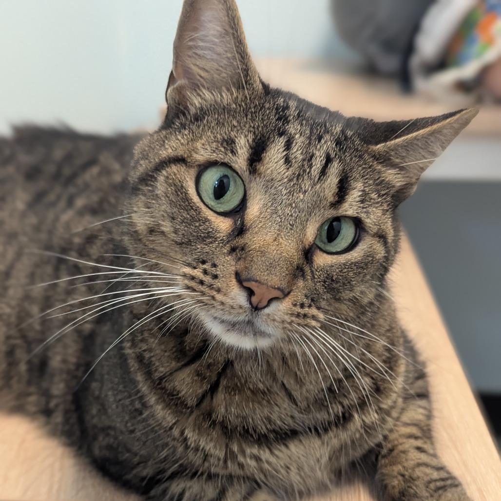 Enlarge JIV, a Adoptable Domestic Short Hair in Winchester, TN image 2/2