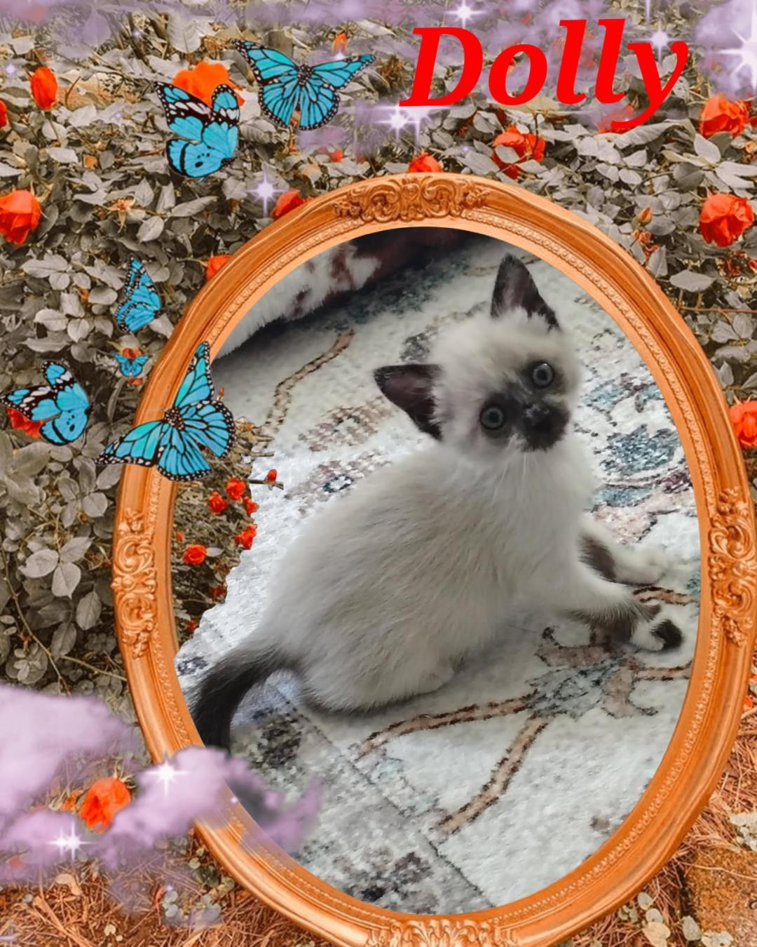 Dolly, ADOPTABLE, Kitten Female Domestic Short Hair.