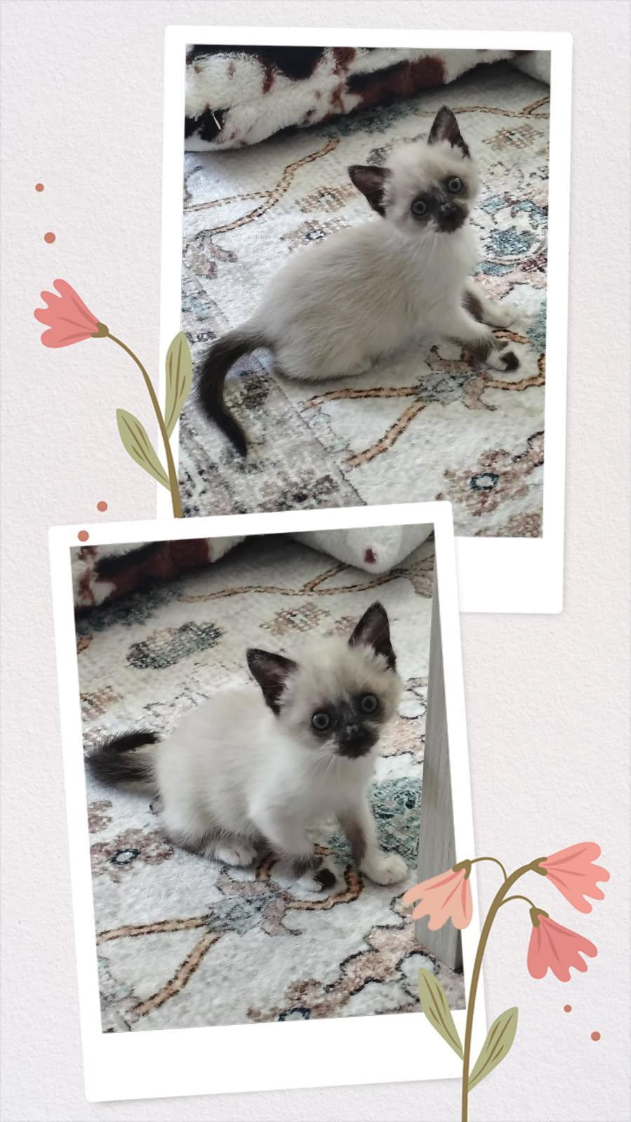 Dolly, a ADOPTABLE Domestic Short Hair in Terrell, TX image 2/2