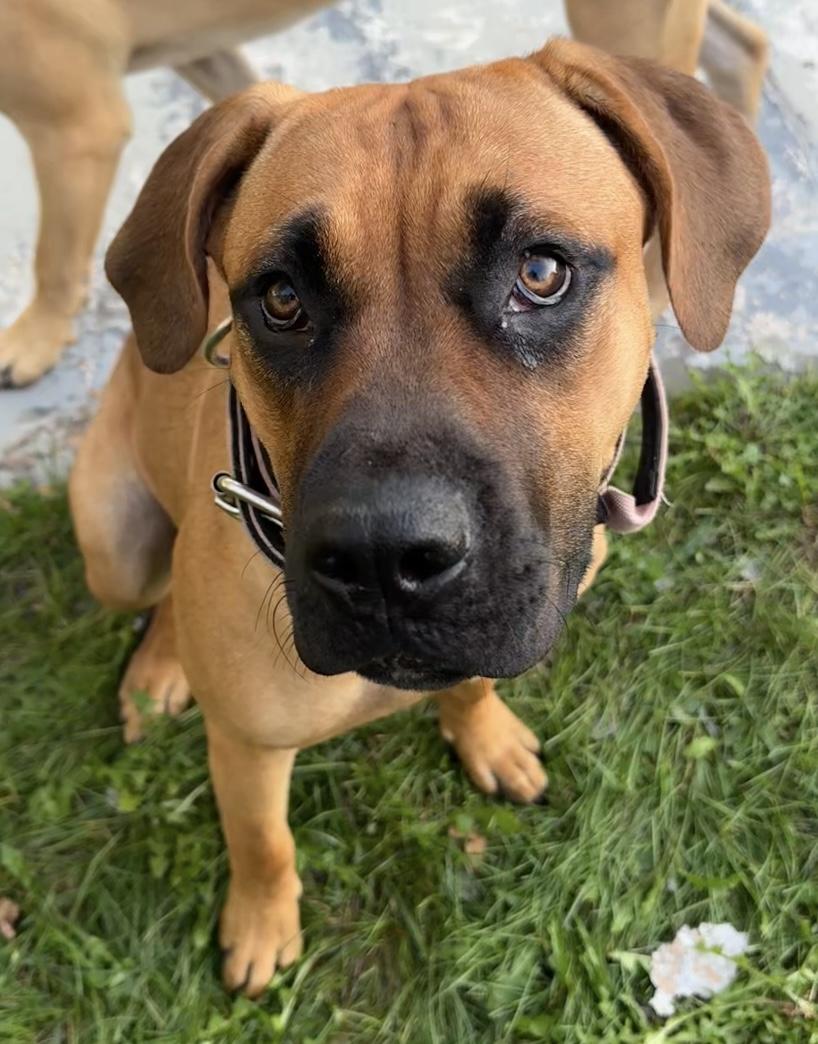 Scar, Adopted, Young Female Mastiff.