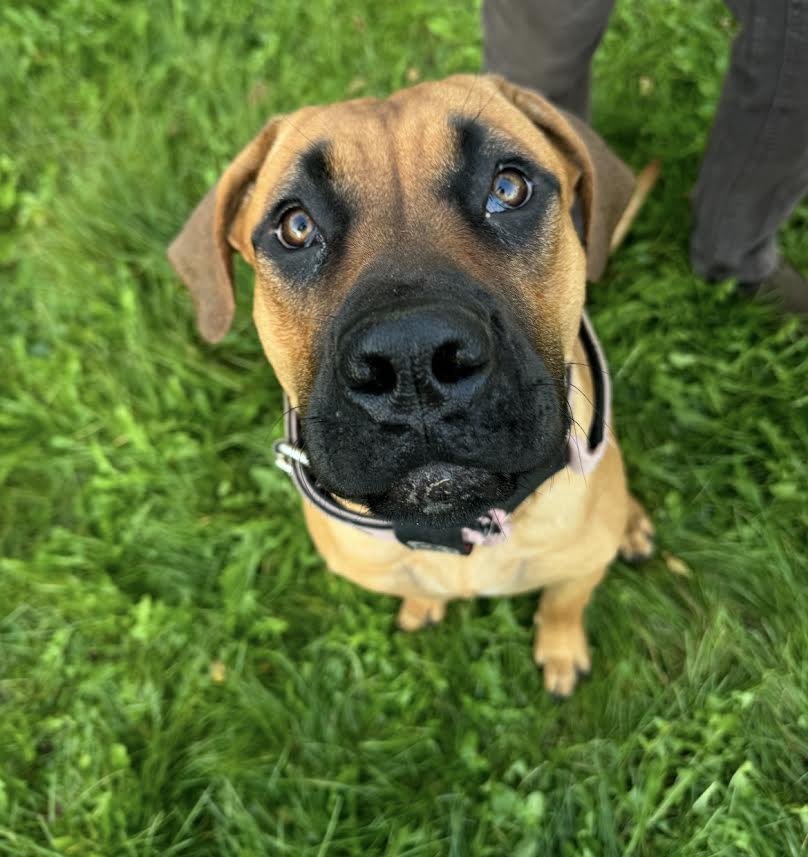 Enlarge Scar, a Adopted mixed breed in Ajax, ON image 3/3