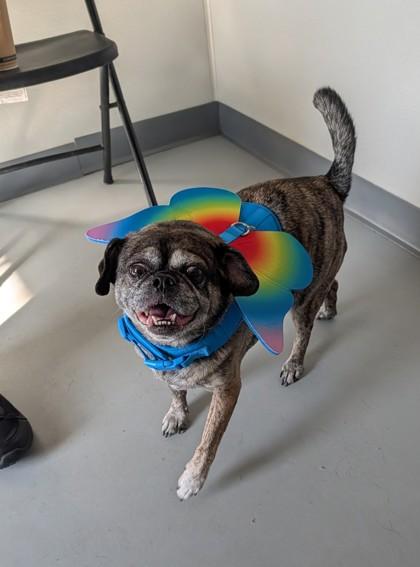 Enlarge Maisy 21123, a ADOPTABLE Mixed Breed in Oklahoma City, OK image 3/3