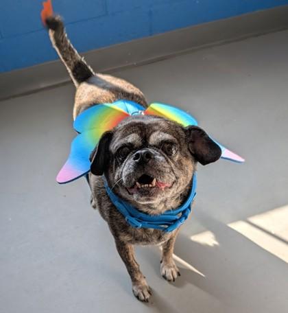 Enlarge Maisy 21123, a ADOPTABLE Mixed Breed in Oklahoma City, OK image 1/3