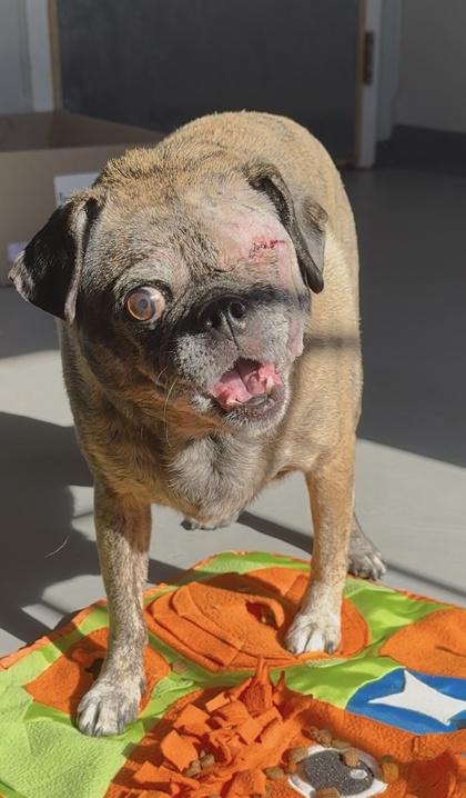 Enlarge Maisy 21123, a ADOPTABLE Mixed Breed in Oklahoma City, OK image 2/3