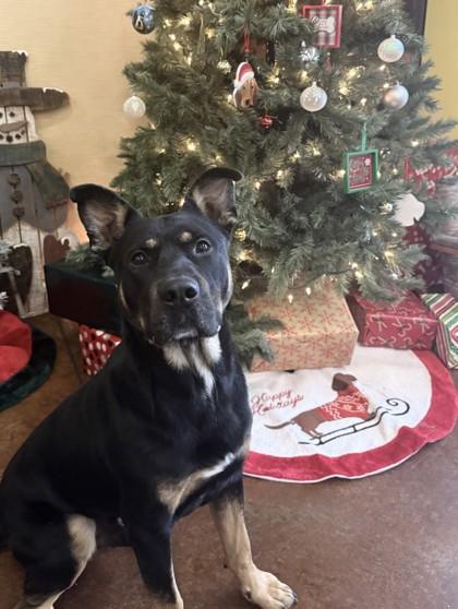 Enlarge Odin, a Adoptable mixed breed in Independence, MO image 1/2