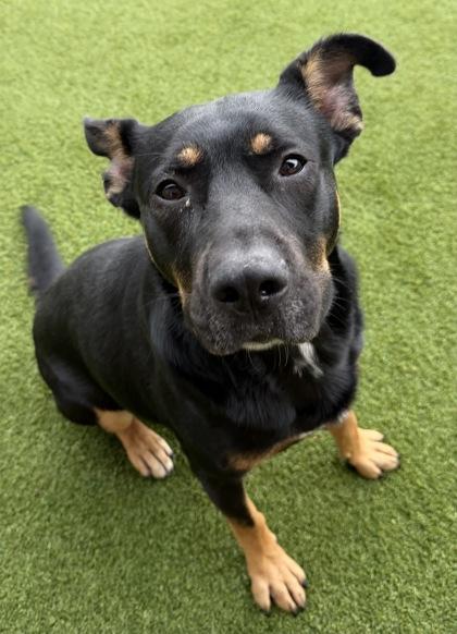 Enlarge Odin, a Adoptable mixed breed in Independence, MO image 1/3