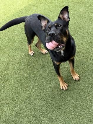Enlarge Odin, a Adoptable mixed breed in Independence, MO image 2/3