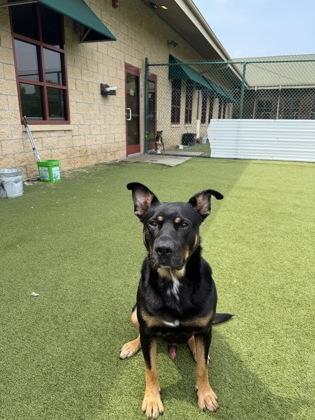 Odin, a Adoptable mixed breed in Independence, MO image 3/3