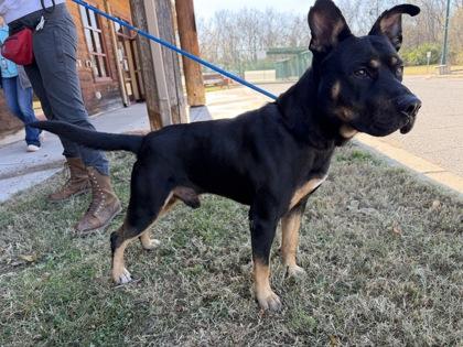 Enlarge Odin, a Adoptable mixed breed in Independence, MO image 2/2