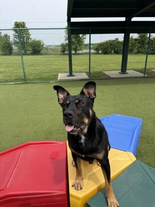 Enlarge Odin, a Adoptable mixed breed in Independence, MO image 3/3