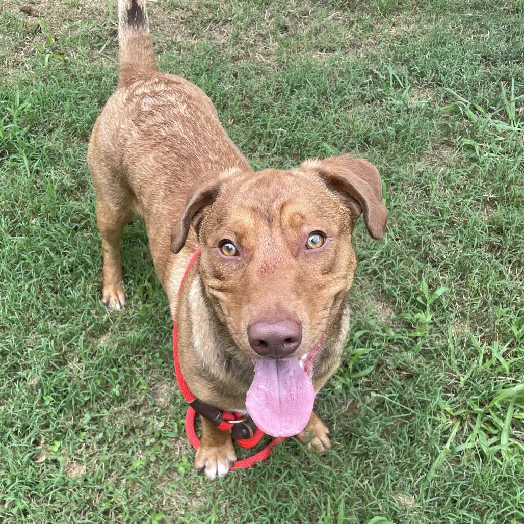 Dempsey, Adoptable, Adult Male Mixed Breed.