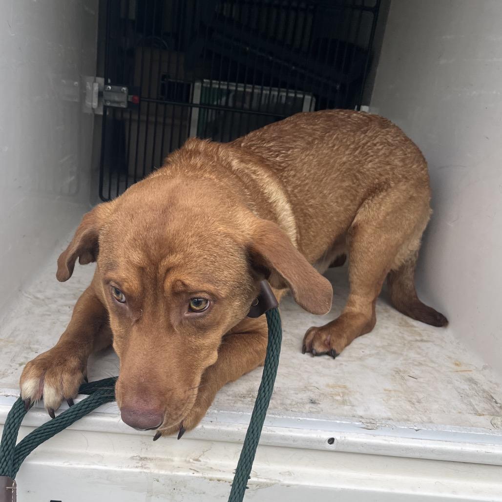 Enlarge Dempsey, a Adoptable Mixed Breed in Chattanooga, TN image 2/2