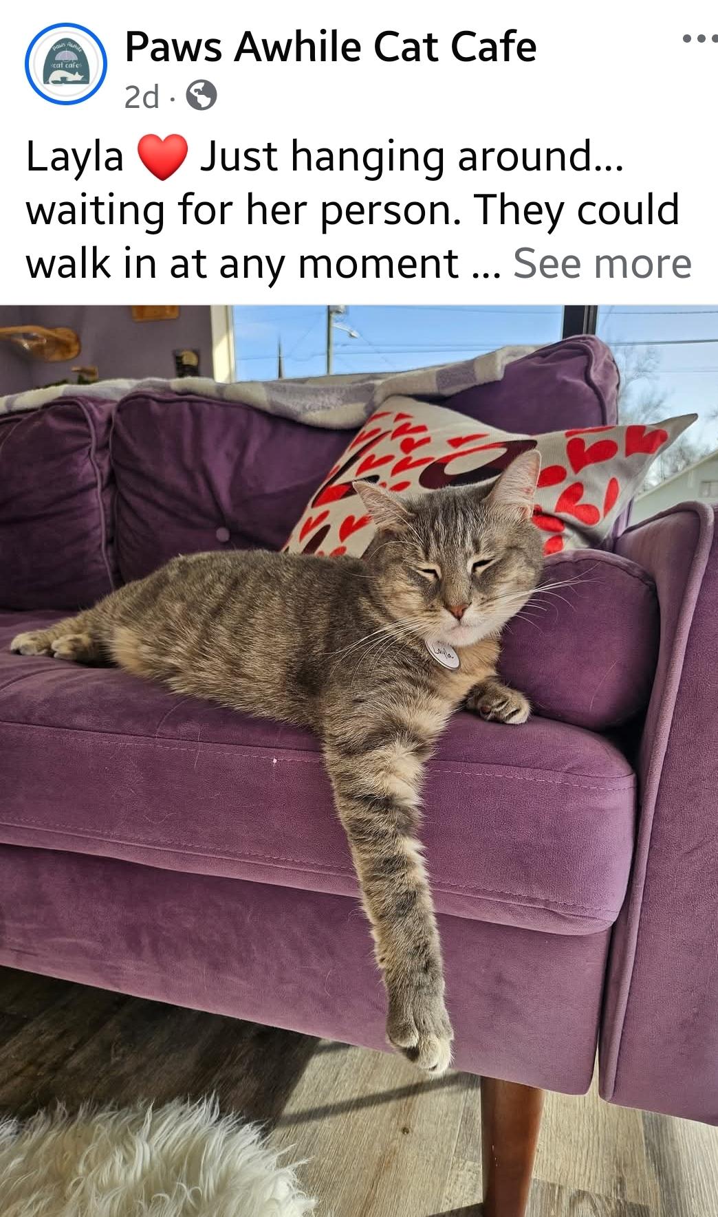 Enlarge Layla, a Adoptable Domestic Short Hair in Centerville, GA image 1/4