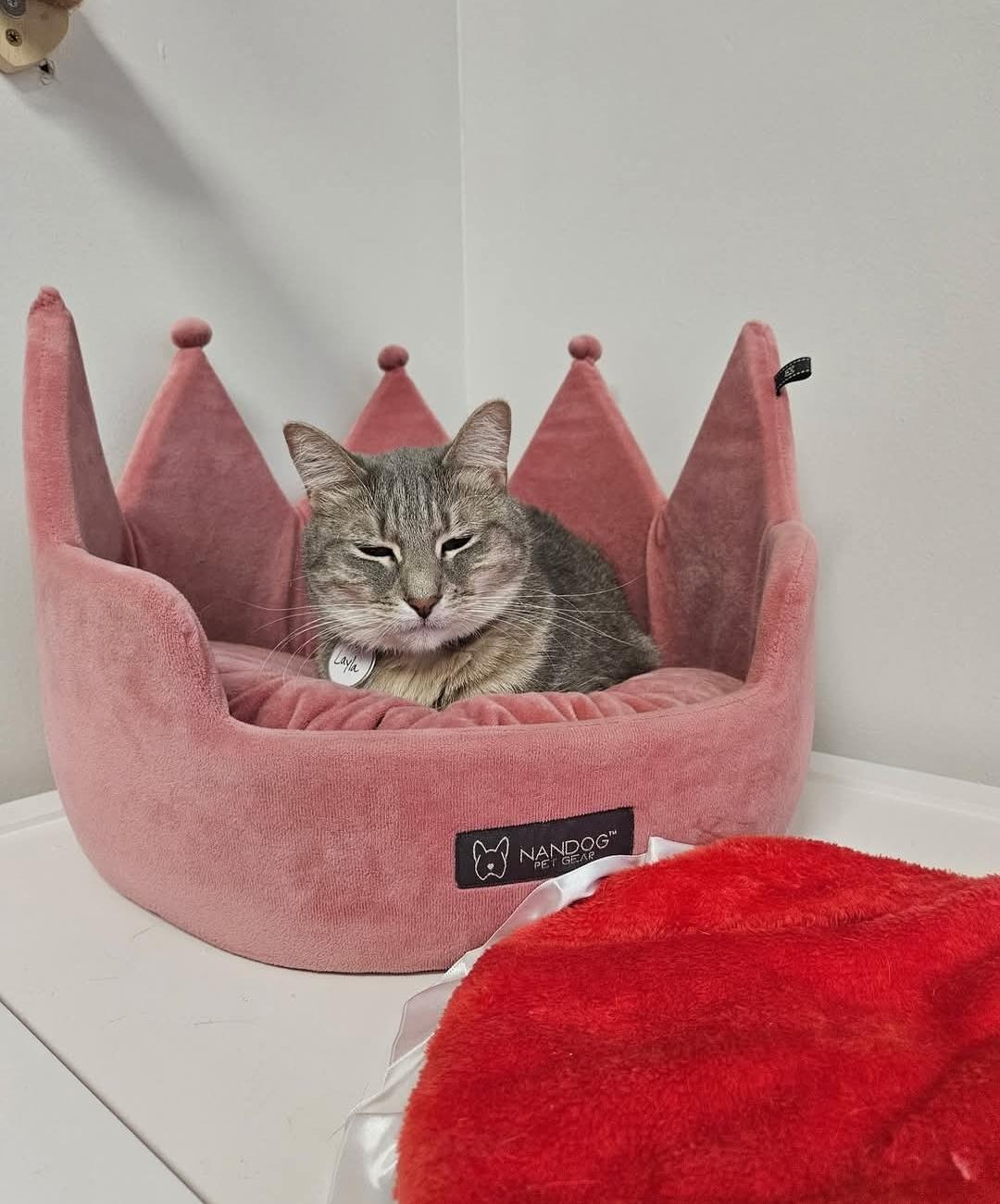 Enlarge Layla, a Adoptable Domestic Short Hair in Centerville, GA image 2/4