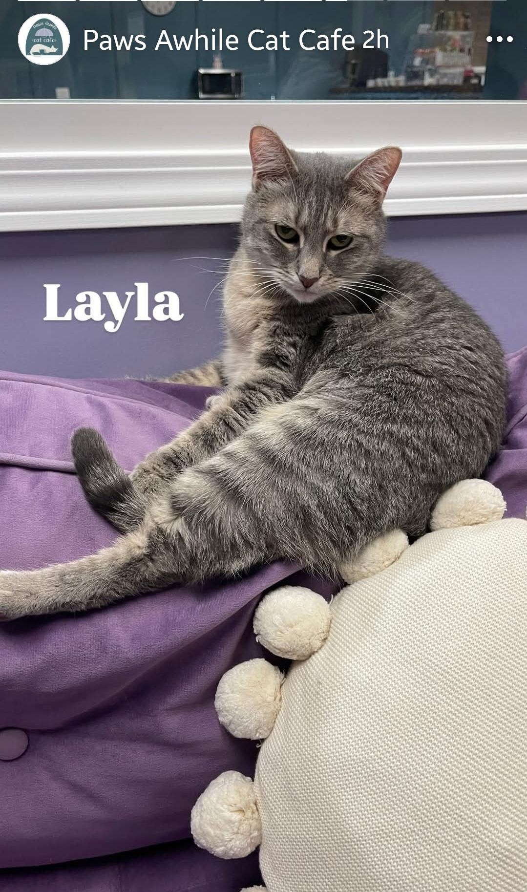 Enlarge Layla, a Adoptable Domestic Short Hair in Centerville, GA image 3/4