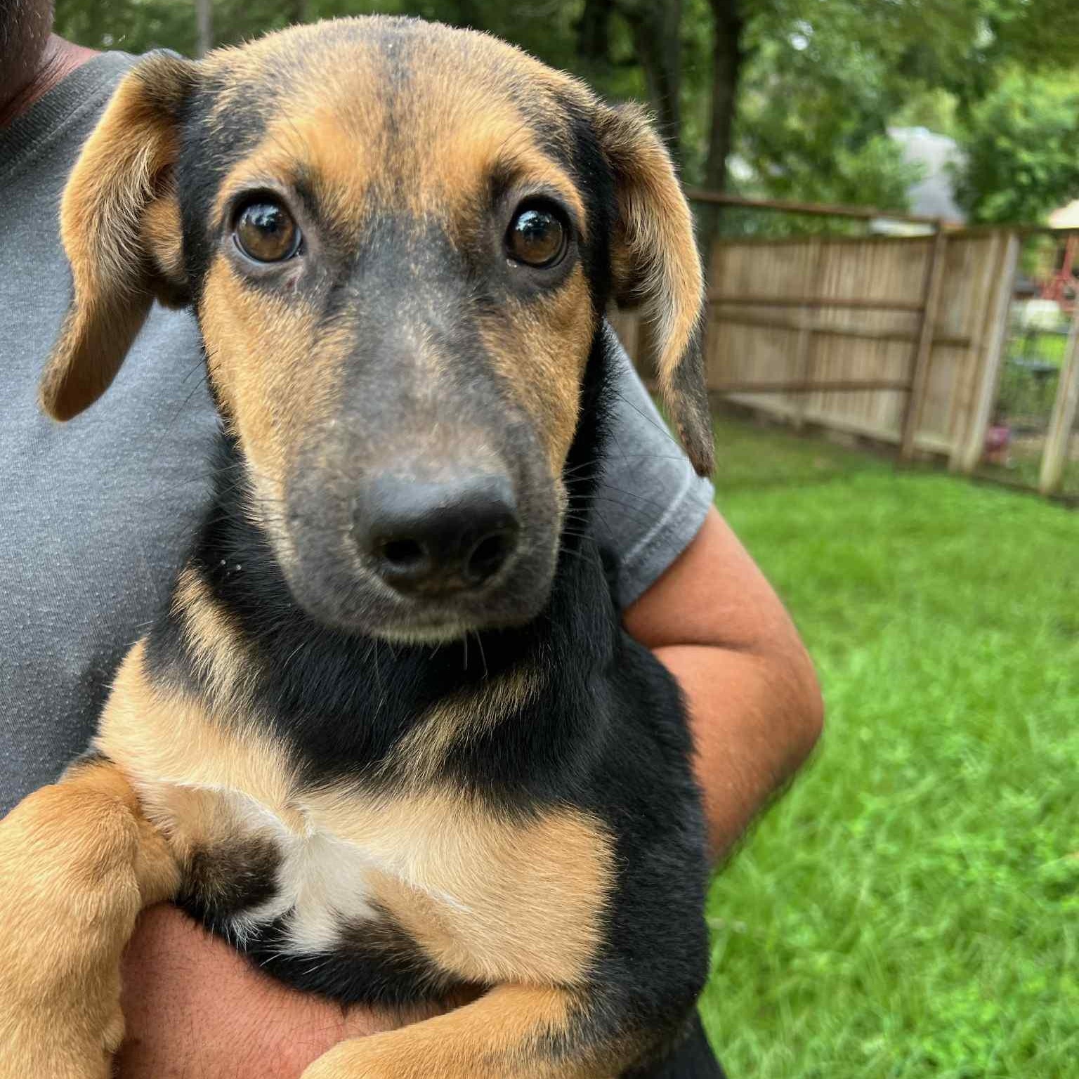 Petunia