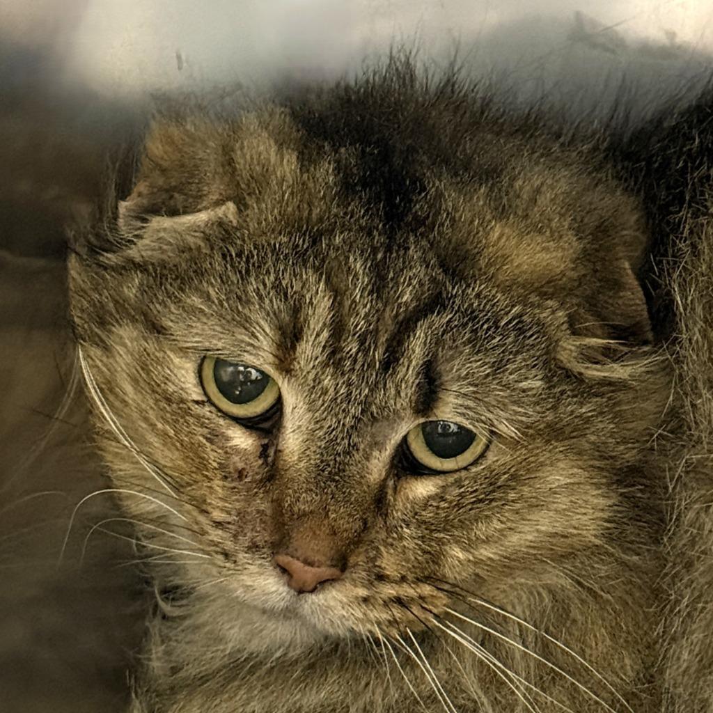 Enlarge Sonic, a Adoptable mixed breed in Brenham, TX image 1/3